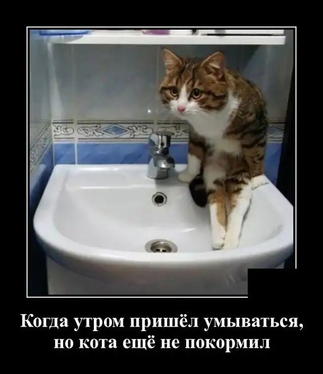 Когда утром пришёл умываться но кота ещё не покормил