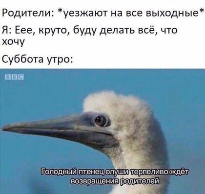 Родители уезжают на все выходные Я Еее круто буду делать всё что хочу Суббота утро пш Гопвшьм чт 4 спид поди Цт ипіп