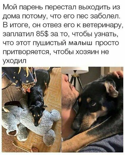 Мой парень перестал выходить из дома потому что его пес заболел В итоге он отвез его к ветеринару заплатил 85 за то чтобы узнать что этот пушистый малыш просто притворяется чтобы хозяин не уходил