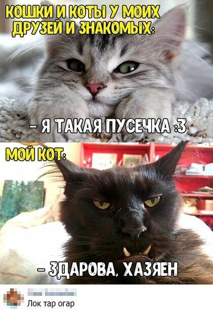 зддровд ХАЗЯЕН _ в _ Покгар огар