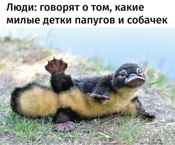 Люди говорят о том какие милые детки папугов и собачек м