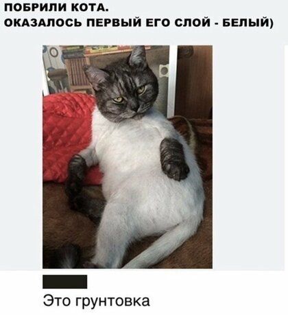 ПОБРИПИ КОТА ОКАЗАПОСЬ ПЕРВЫЙ ЕГО СЛОЙ БЕЛЫЙ Это грунтовка
