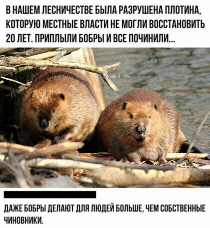 В НАШЕМ ПЕВНИЧЕСТВЕ БЫЛА РАЗРУШЕНА ПЛПТИНА КПТПРУЮ МЕБТИЫЕ ВЛАСТИ НЕ МОГЛИ ВПСВТАНПВИТЬ 20 ЛП ПРИПЛЫЛИ БПБРЫ И ВСЕ ППЧИНИЛИ ддЖЕ БПБРЫ ЦЕЛАЮТ дЛЯ ЛЮДЕЙ БППЬШЕ ЧЕМ БПБСТВЕНМЫЕ ЧИИПВНИКИ