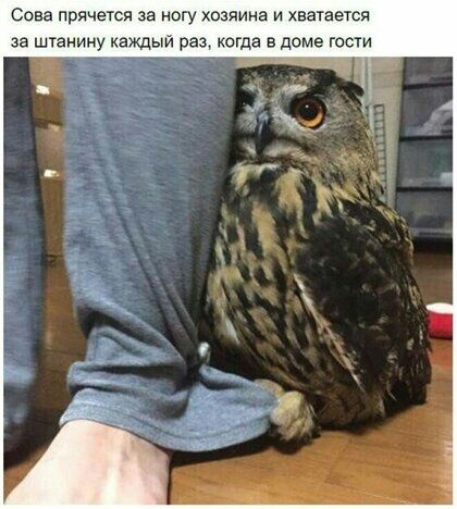 Сова прячется за ногу хозяина и хватается за штанину каждый раз когда в доме гости