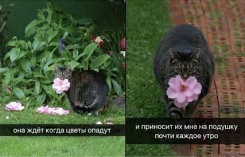 принес их миа потму опа кошь имт или _ мы