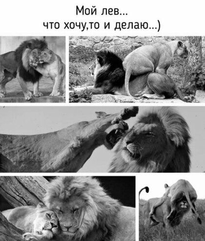 Мой лев что хочудо и делаю