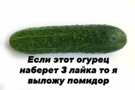 Если этот огурец наберет 3 лайка то я выложу помидор