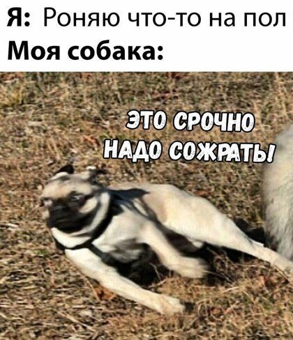 Я Роняю что то на пол Моя собака д __ этЬі срочиоі г хнддо чожтты