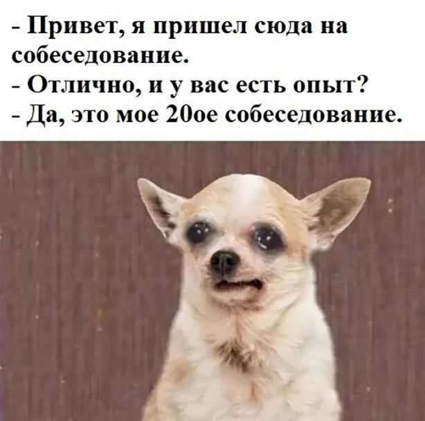 Привет я пришел сюда на собеседование Отлично 11 у вас есть опыт Да это мое 200е собеседование