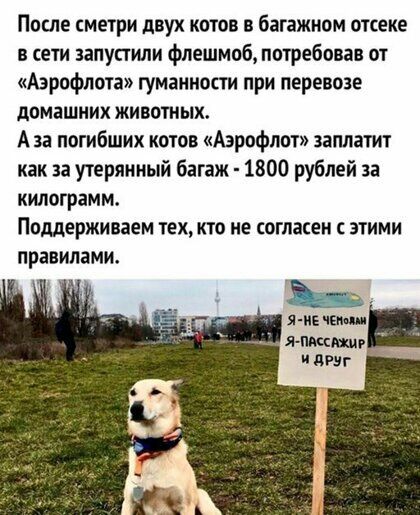 После метри двух котов в багажном отсеке в ети запустили флешмоб потребовав от Аэрофлота гуманности при перевозе домашних животных А за погибших котов Аэрофлот заплатит как за утерянный багаж 1800 рублей за килограмм Поддерживаем тех кто не согласен с этими правилами