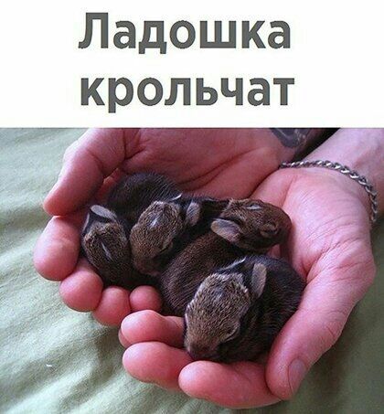 Ладошка крольчат