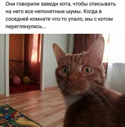 Они говорили заведи кота чтобы списывать На НЕГО все Непонятные ШУМЫ КОГДЗ В соседней комнате что то упало мы с котом переглянулись