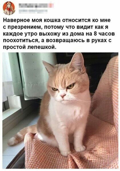 Наверное МОЯ КОШКЗ ОТНОСИТСЯ КО МНЕ С презрением ПОТОМУ ЧТО видит как Я КВЖДОЕ УТРО ЕЬХ0ЖУ ИЗ дома на 8 часов ПООХОТИТЬСЯ З возвращаюсь В руках С простой лепешкой