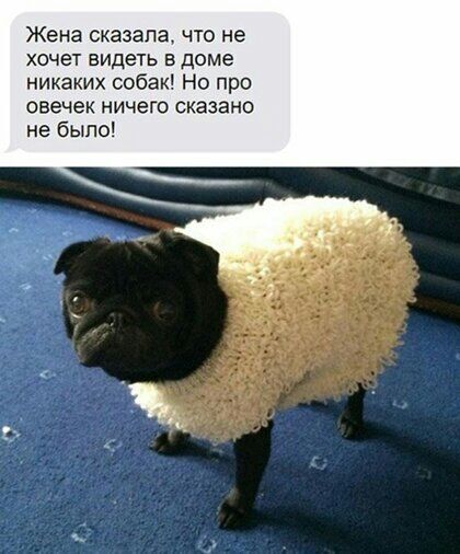 Жена сказала что не хочет видеть в доме никаких собак Но про свечек ничего сказано не было