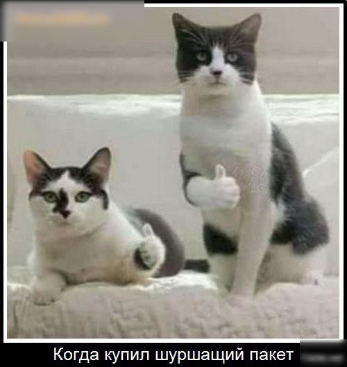 Когда купил шуршащий пакет