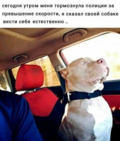 сегодня утром меня юрмозиупа полиция за превышение скорости я сказал своей собаке вести себя естественно