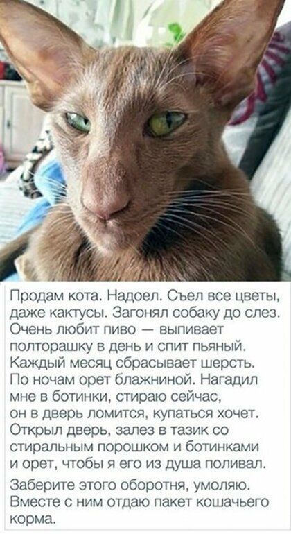 Продам кота Надоел Съеп все цветы даже кактусы Загоняп собаку до слез Очень любит пиво выпивает полторашку в день и спит пьяный Каждый месяц сбрасывает шерсть По ночам орет блажниной Нагадил мне в ботинки стираю сейчас он в дверь ломится купаться Хочет Открыл дверь залез на тазик со стиральным порошком и ботинками и орет чтобы я его из душа поливал Заберите этого оборотня умоляю ВМЭСТЭ С НИМ ОТДЗЮ