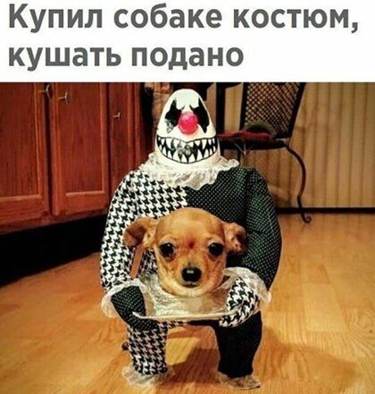Купил собаке костюм кушать подано