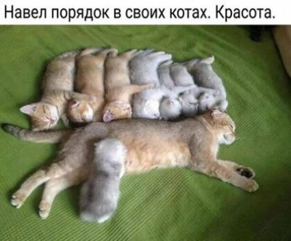Навеп ПОРЯДОК В СВОИХ КОТЗХ Красота