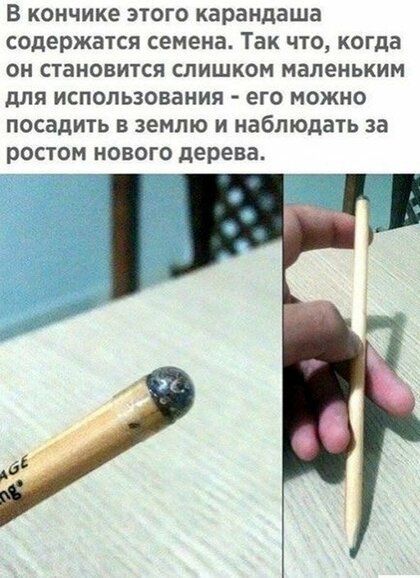 В КОНЧИКЕ ЭТОГО карандаша СОДЕРЖВТСЯ семена Так ЧТО КОГДВ ОН СТаНОВИТСЯ СЛИШКОМ МВЛЕНЬКИМ для использования его МОЖНО посадить В ЗЕМЛЮ и наблюдать 33 ростом НОВОГО дерева