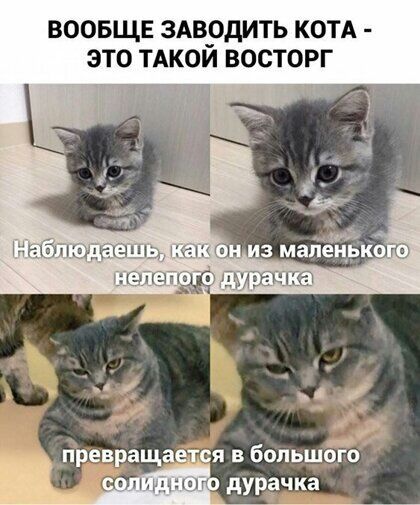 ВООБЩЕ 3АВ_0ДИТЬ КОТА ЭТО ТАКОИ ВОСТОРГ превращается в бальшбЁо дурачка