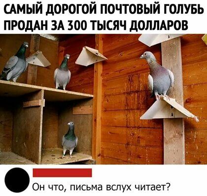 ымый дорогой почтовый голувь ПРОДАН зд зоо тысяч доллдров А Он что письма вслух читает