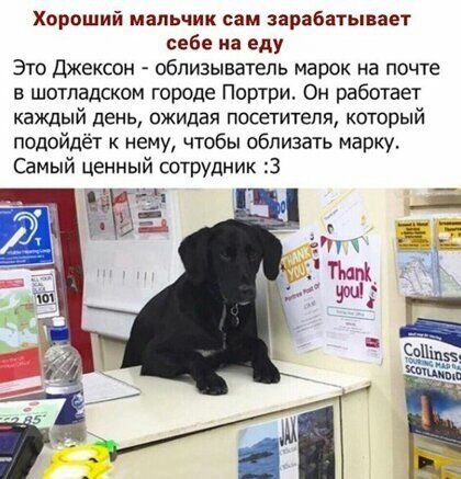 Хороший мальчик сам зарабатывает себе на еду Это джексон облизыватепь марок на почте в шотладском городе Портри Он работает каждый день ожидая посетителя который подойдёт к нему чтобы обливать марку