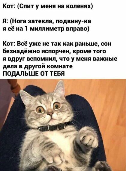 Кот Спит у меня на кппенях Я Нога затекпа подвину ка я её на 1 миллиметр вправо Кот Всё уже не так как раньше сон безнадёжно испорчен кроме того я вдруг вспомнил что у меня важные дела в другой комнате ПОДАЛЬШЕ ОТ ТЕБЯ