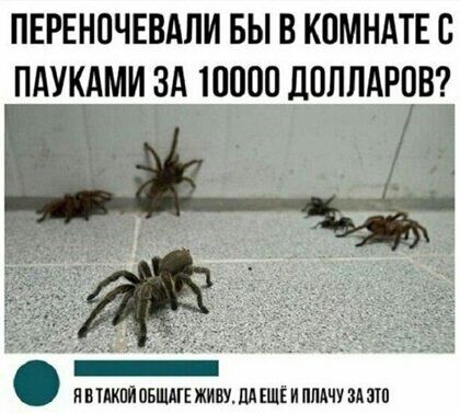ПЕРЕНОЧЕВАПИ БЫ В КОМНАТЕС ПАУКАМИ ЗА 10000 ДОЛЛАРОВ ПВ ТдКПИ ОБЩАГЕ ЖИВУ ПА ЕЩЁ И ППАЧУ ЗА ЗП