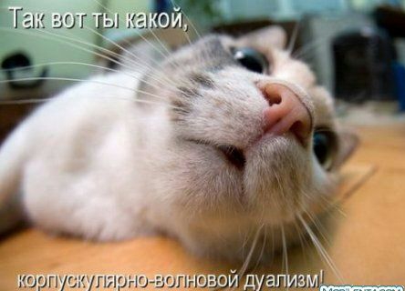 Тан _ корги упярнт
