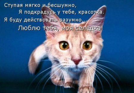 Ступая мягко и есшумно