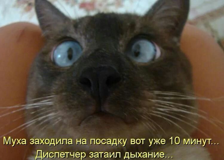 Муха заходила на посадку вот уже 10 минут _Диспетчер затаил дыхание