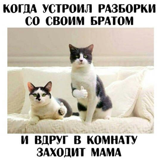КОГДА УСТРОИЛ РАЗБОРКИ СО СВОИМ БРАТОМ Ы и вдрудгв комндту здходит мдмд