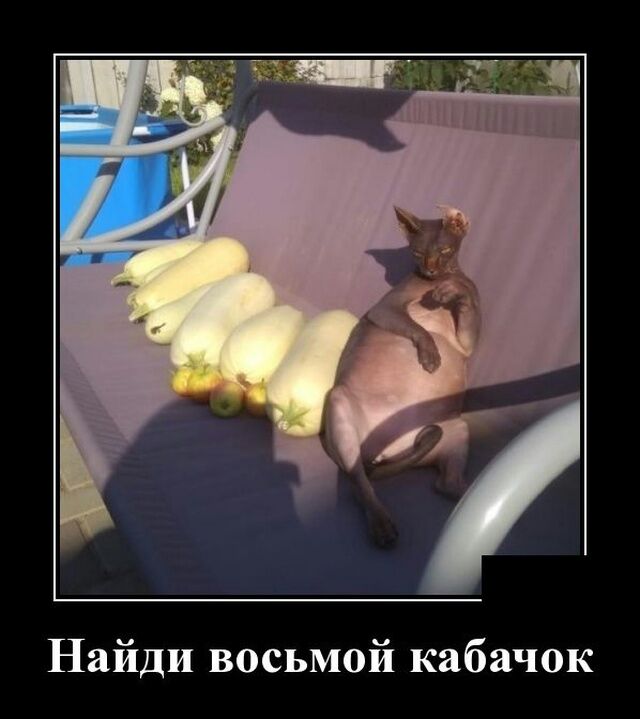 Найди восьмой кабачок