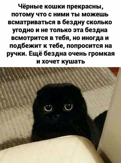 Чёрные кошки прекрасны потому что с ними ты можешь всматриваться бездну сколько угодно и не только эта бездна всмотрится в тебя но иногда и подбежит к тебе понравится на ручки Ещё бездна очень громкая и хочет кушать