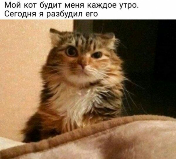 Мой кот будит меня каждое утро Сегодня я разбудил его
