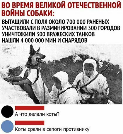 во ржи ввликой отвчвственной воины СОБАКИ ВЫТАШИЛИ с ПОЛЯ ОКОЛО 700 000 РАНЕНЫХ УЧАСТВОВАЛИ В РАЗМИНИРОВАНИИ 300 ГОРОДОВ УНИЧТОЖИЛИ 500 ВРАЖЕСКИХ ТАНКОВ НАШЛИ 4 000 000 МИН И СНАРЯДОВ А что делали коты7 Коты срапи в сапоги противнику