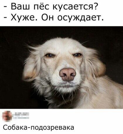 Ваш пёс кусается Хуже Он осуждает Собака подозревака