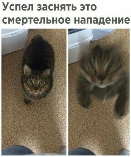 Успел заснять это смертельное нападение