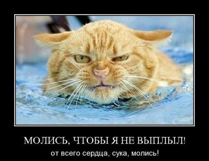 МОЛИСЬ ЧТОБЫ Я НЕ ВЫПЛЫЛ ОТ ВСЕГО сердца сука МОПИСЬ