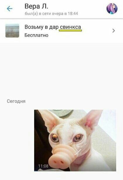 ЁЁ Возьму в дар свинкса _ Бесплатно Сегодня