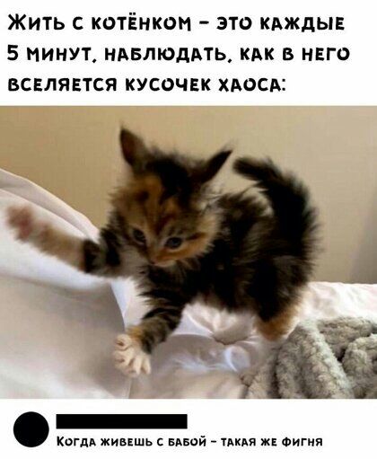 ЖИТЬ С КОТЁНКОН ЭТО КАЖДЫЕ 5 МИНУТ НАБЛЮДАТЬ КАК В НЕГО ВСЕЛЯЕТСЯ КУСОЧЕК ХАОСА Когдд живвшь мной ция ж Фигня