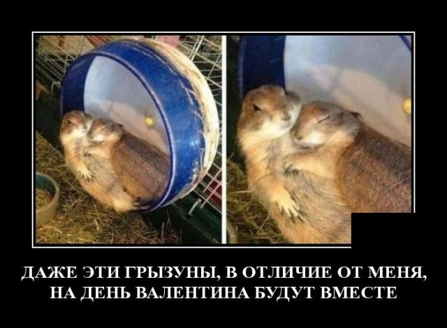 ДАЖЕ ЭТИ ГРЬТЗУНЪТ В ОТЛШШЕ ОТ МЕНЯ НА ДЕНЬ ВАЛЕНТИНА БУДУТ ВМЕСТЕ