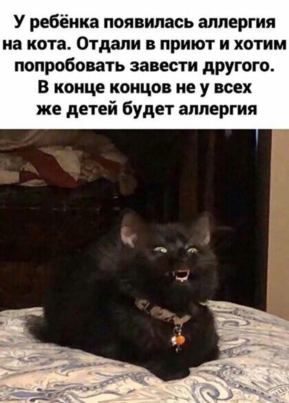 У ребёнка появилась аллергия на кота Отдали в приют и хотим попробовать завести другого В конце концов не у всех же детей будет аллергия