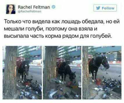 Каспе Геігтап млм Только что видела как лошадь обедала но ей мешали голуби поэтому она взяла и высыпала часть корма рядом для голубей