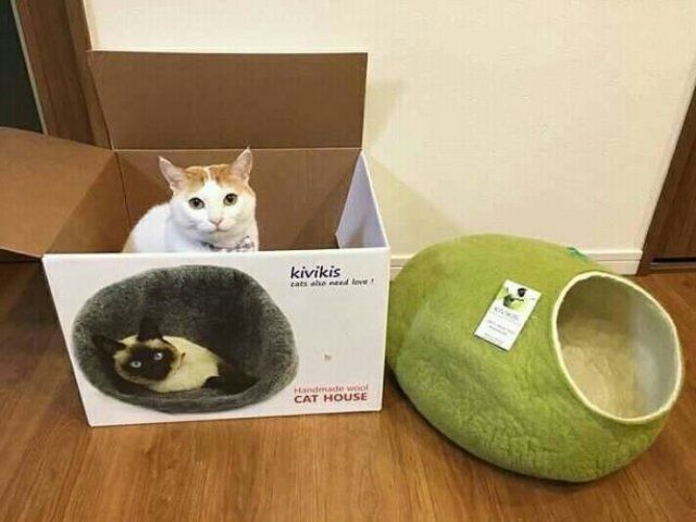 шіюз ы ион