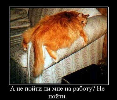 ы А не пойти ли мне на работу Не пойти