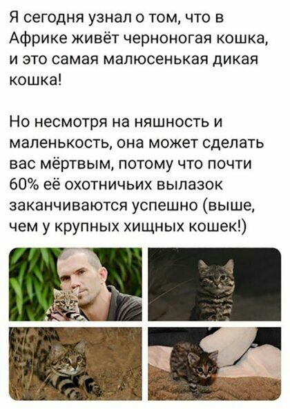 Я сегодня узнал о том что в Африке живёт черноногая кошка и это самая мапюсенькая дикая кошка Но несмотря на няшность и мапенькость она может сделать вас мёртвым потому что почти 60 её охотничьих вылазок заканчиваются успешно выше чем у крупных хищных кошек