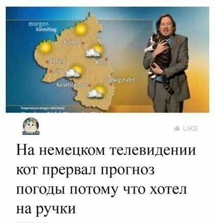 На немецком телевидении кот прервал прогноз погоды потому что хотел на ручки