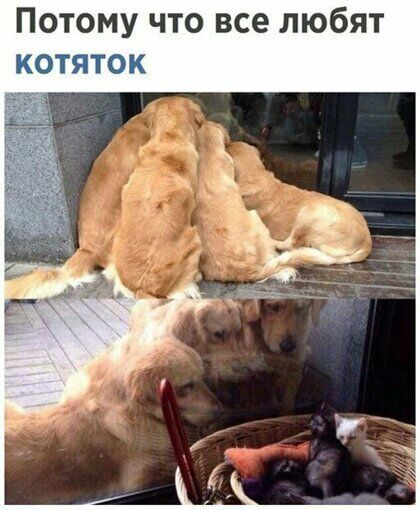 Потому что все любят котяток